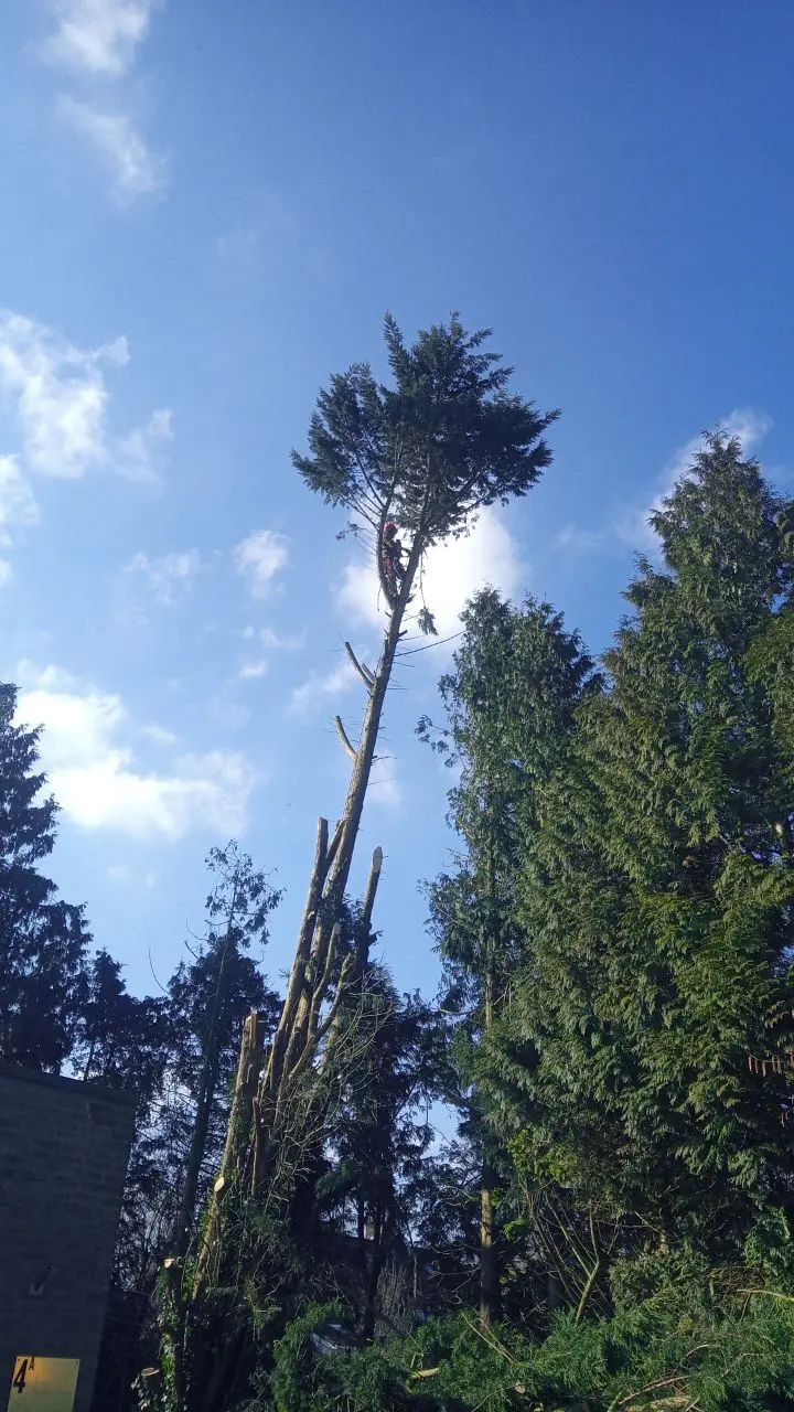 Hoge sparren tegen een strakblauwe lucht, klaar voor het klimwerk